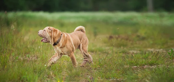 Bir parkta bir yürüyüş bir Shar pei cins köpek yan görünümü