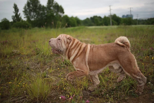 Retrato de um cão da raça Shar pei em um passeio em um parque — Fotografia de Stock
