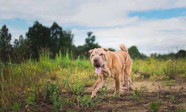 Bir parkta bir yürüyüş bir Shar pei cins köpek yan görünümü