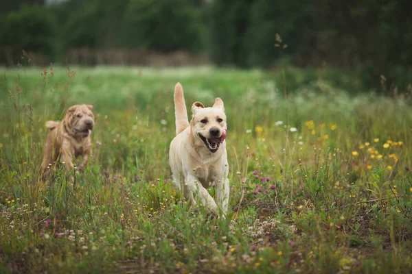 Yeşil çayırda iki çalışan köpek altın labrador ve Shar pei