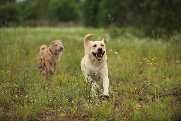 Yeşil çayırda iki çalışan köpek altın labrador ve Shar pei