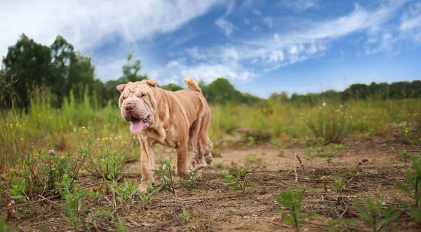 Vista lateral em um cão da raça Shar pei em um passeio em um parque — Fotografia de Stock