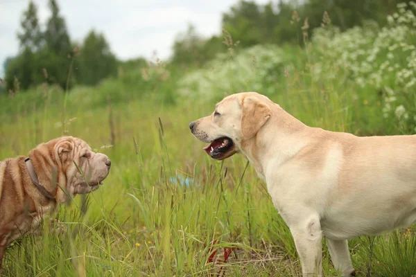 Два милых пса, золотой лабрадор и Шар Пей, знакомятся и приветствуют друг друга, нюхая — стоковое фото