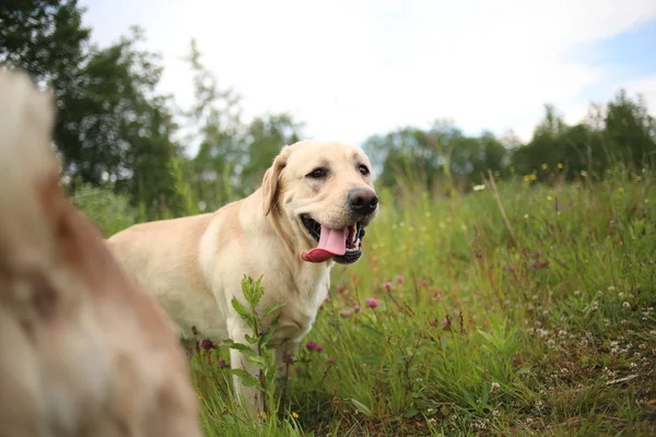 Doğal ışık bahar Park'ta yürüyordunuz altın Labrador
