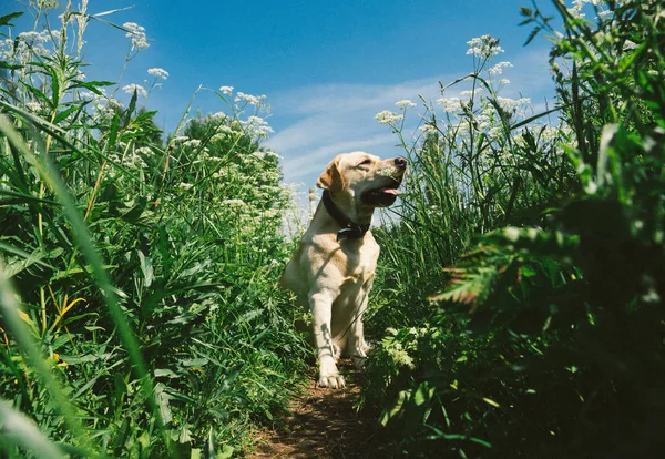 Golden Labrador promenader i parken våren, naturligt ljus — Stockfoto