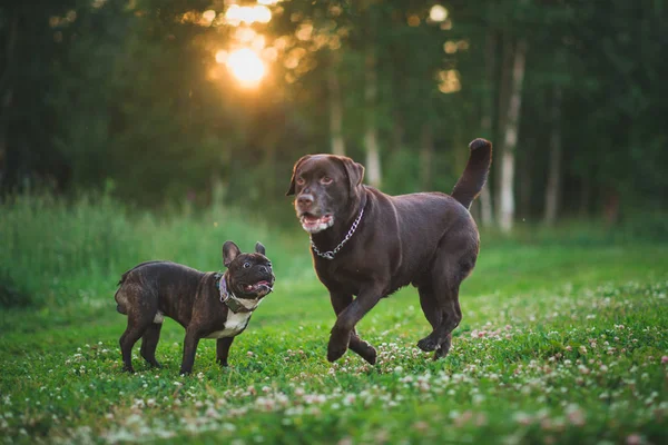 Dos perros corredor labrador marrón y bulldog francés en pradera verde —  Fotos de Stock