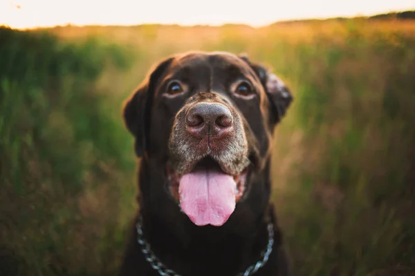 Portret czekoladowego Labrador siedzącego na polu letnim, naturalne światło — Zdjęcie stockowe