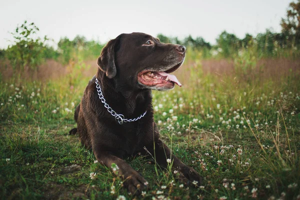 Portrait of chocolate labrador lying on the summer field, natural light — Stock Photo, Image