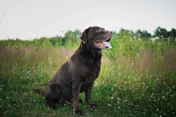 Retrato de labrador de chocolate sentado no campo de verão, luz natural — Fotografia de Stock