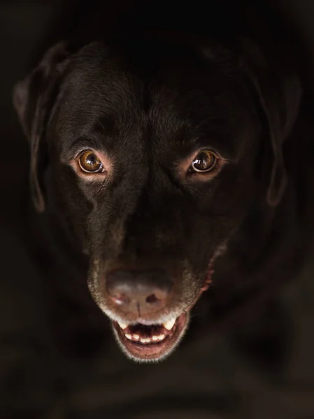 Porträt eines Labradors, der in einem Zimmer sitzt — Stockfoto