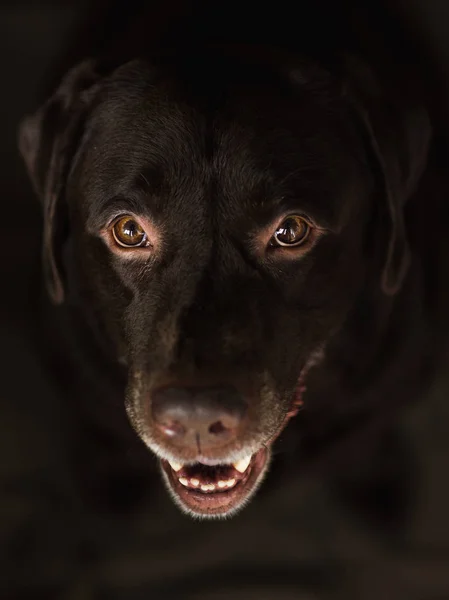 Retrato de chocoalte labrador sentado en una habitación — Foto de Stock