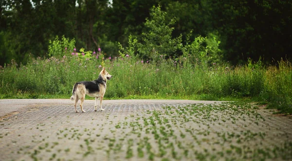 Вид сбоку на собачку, стоящую на улице и смотрящую в сторону. Зеленые деревья и трава фон . — стоковое фото