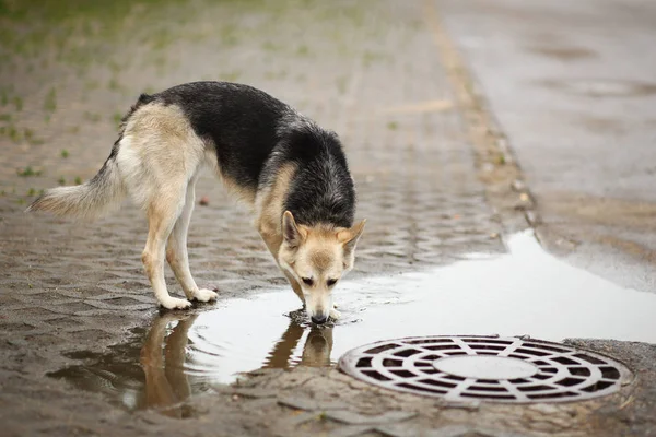 Portrait a dog drinks water from puddle