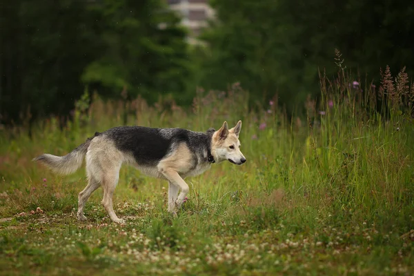 Side view at husky dog walking on a green meadow looking aside. Green trees and grass background. Raining — Stock Photo, Image