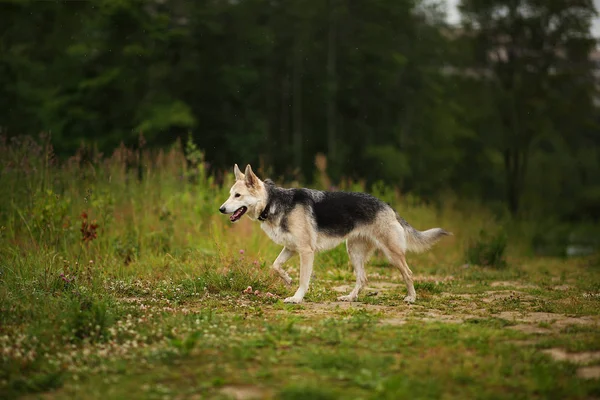 Vista lateral al perro husky caminando en un prado verde mirando a un lado. Árboles verdes y hierba de fondo. Lluvia — Foto de Stock