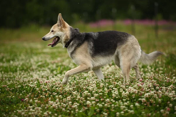 Widok z boku na Husky pies chodzenie na zielonej łące patrząc na bok. Zielone drzewa i trawa tle. Pada deszcz — Zdjęcie stockowe