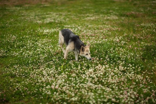 Вид сбоку на собачку, гуляющую по зеленому лугу, смотрящую в сторону. Зеленые деревья и травяной фон. Дождь — стоковое фото