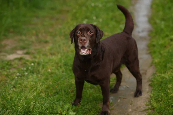 Portré chocoalte Labrador állva a nyári rét. — Stock Fotó