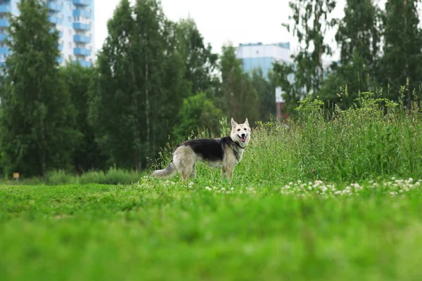 Vista posteriore a husky cane che cammina su un prato verde guardando da parte. Alberi verdi e sfondo erba. Pioggia — Foto Stock
