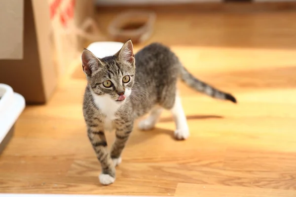 Grå och vit katt står i en balkong på golvet, vit vägg bakgrund — Stockfoto