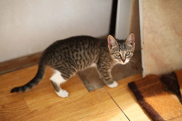 Gri ve beyaz Kedi zemin, beyaz duvar arka plan üzerinde bir baclony duruyor