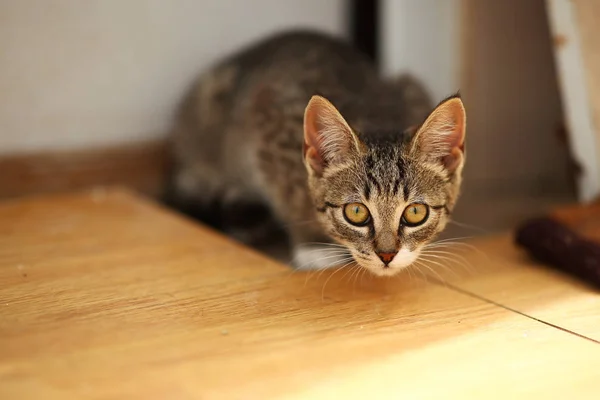 Graue und weiße Katze liegt in einem Speck auf dem Boden, weißer Wandhintergrund — Stockfoto