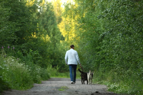 Güneşli bir çayırda yürüyen iki köpekli bir adam.