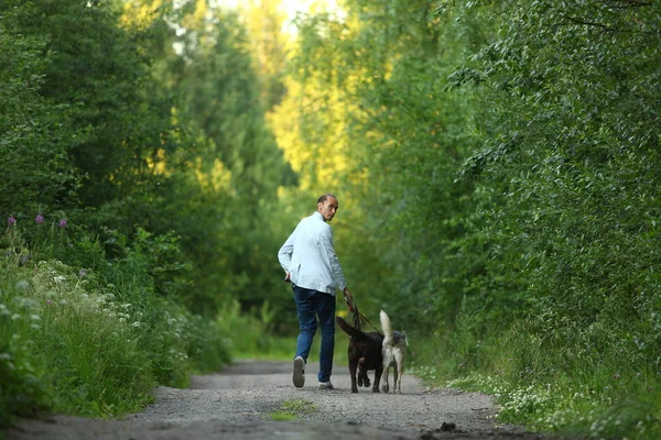 Güneşli bir çayırda yürüyen iki köpekli bir adam.