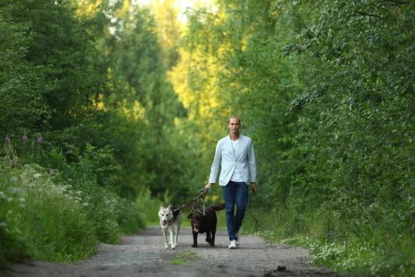 Güneşli bir çayırda yürüyen iki köpekli bir adam.