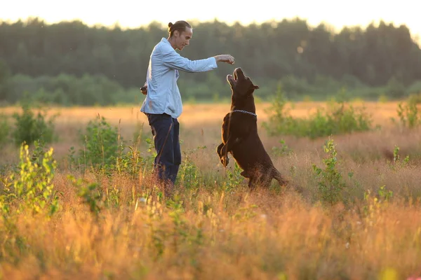 Güneşli bir çayırda yürüyen iki köpekli bir adam.