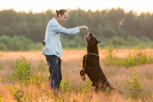 Güneşli bir çayırda yürüyen iki köpekli bir adam.