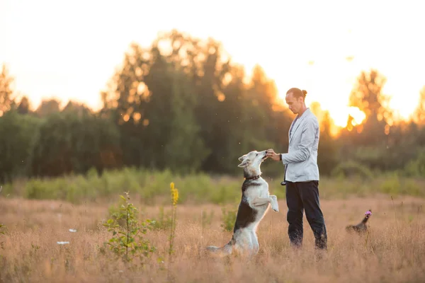Een man met twee honden lopen op een zonnige weide — Stockfoto