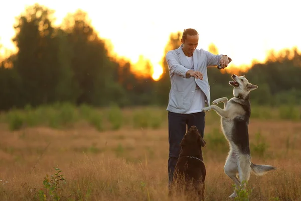 햇볕이 잘 드는 초원을 걷고 있는 두 마리의 강아지를 가진 남자 — 스톡 사진