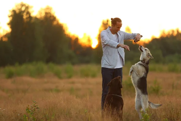 Ein Mann mit zwei Hunden geht auf einer sonnigen Wiese spazieren — Stockfoto