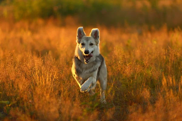 Vista frontal em cão husky andando em um prado verde olhando para a câmera. Amarelo grama vermelha e árvores fundo . — Fotografia de Stock