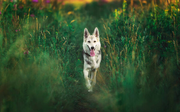 Portrait of husky dog standing on a green meadow looking aside. Green trees and grass background. Copy space