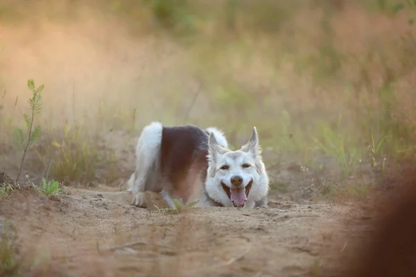 Vista frontal em cão husky andando em um prado verde olhando para a câmera. árvores verdes e grama fundo . — Fotografia de Stock