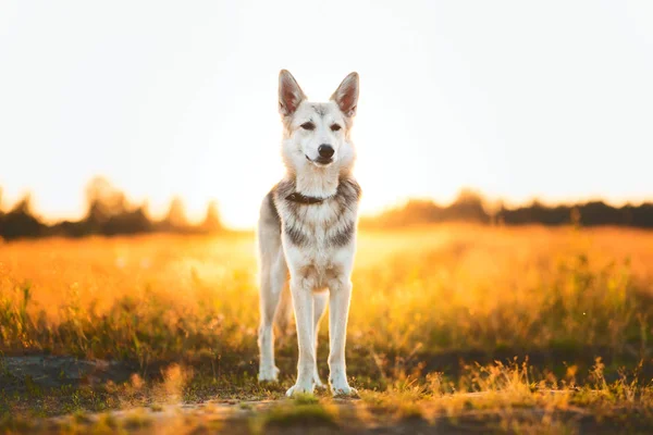 Vooraanzicht bij husky hond wandelen op een groene weide kijken naar camera. Groene bomen en gras achtergrond. — Stockfoto