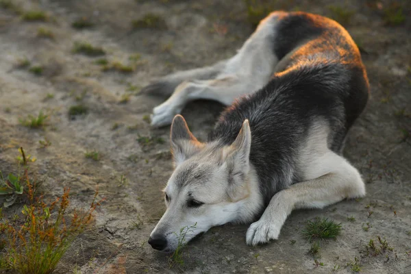 Yeşil bir çayırda yürüyen husky köpeğinin ön görünümü kameraya bakıyor. Yeşil ağaçlar ve çim arka plan.