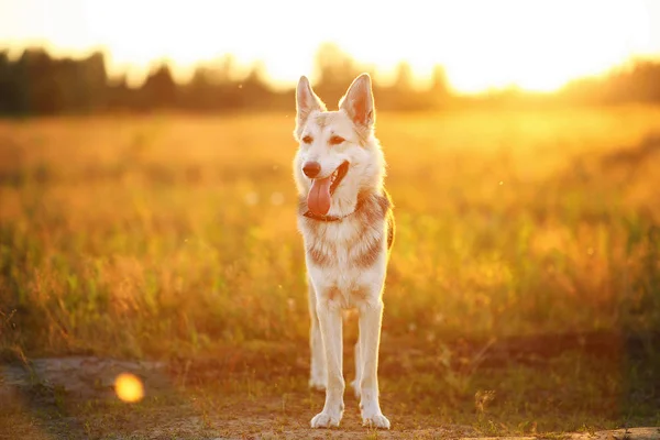 Vista frontal al perro husky caminando en un prado verde mirando a la cámara. Árboles verdes y hierba de fondo . — Foto de Stock
