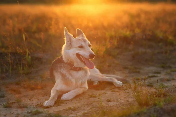 カメラを見て緑の草原を歩くハスキー犬の正面図。緑の木と草の背景. — ストック写真