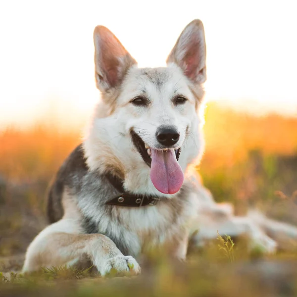 Framifrån på Husky dog Walking på en grön äng tittar på kameran. Gröna träd och gräs bakgrund. — Stockfoto