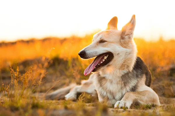 Vue de face du chien husky marchant sur une prairie verte en regardant la caméra. Arbres verts et fond d'herbe . — Photo