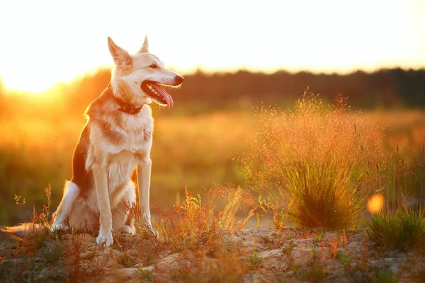 Yeşil bir çayırda yürüyen husky köpeğinin ön görünümü kameraya bakıyor. Yeşil ağaçlar ve çim arka plan.