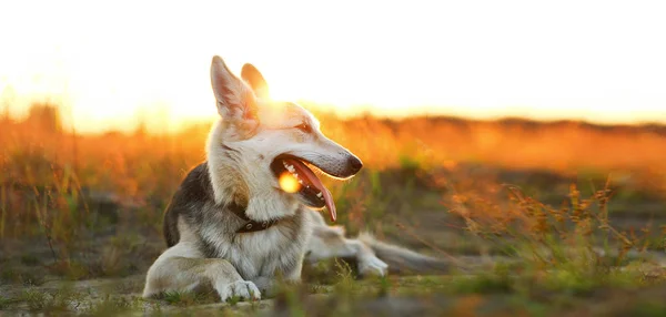 Vooraanzicht bij husky hond wandelen op een groene weide kijken naar camera. Groene bomen en gras achtergrond. — Stockfoto