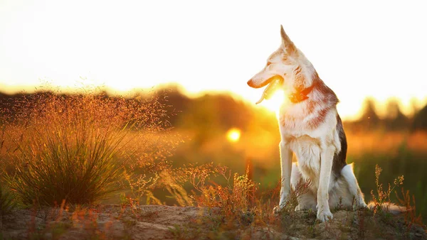 Yeşil bir çayırda yürüyen husky köpeğinin ön görünümü kameraya bakıyor. Yeşil ağaçlar ve çim arka plan.