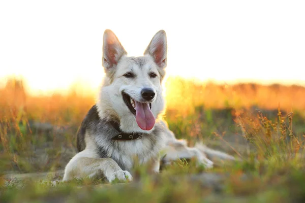 Front view at husky dog walking on a green meadow looking at camera. Green trees and grass background. — Stock Photo, Image