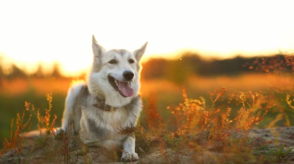 Vista frontal al perro husky caminando en un prado verde mirando a la cámara. Árboles verdes y hierba de fondo . — Foto de Stock