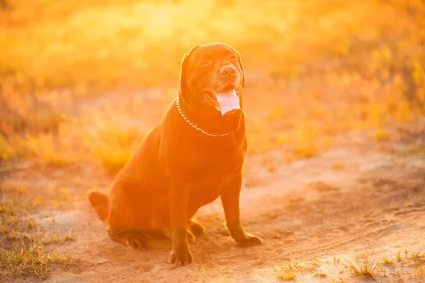 Portret chocoalte Labrador siedzi na polu letnim, w zachodzie słońca — Zdjęcie stockowe