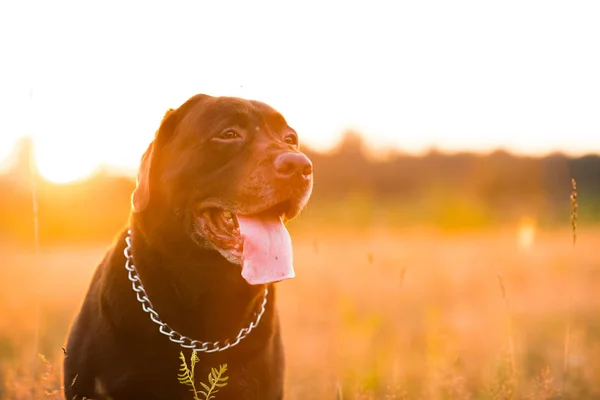 Ritratto di chocoalte labrador seduto sul campo estivo, luce naturale — Foto Stock